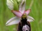 Ophrys x arachnitiformis x Ophrys bertolonii